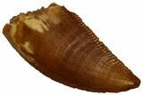 Serrated, Raptor Tooth - Real Dinosaur Tooth #296726-1